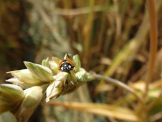 Coccinelle à sept point_1 (S. Hatt)