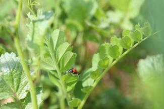 auxiliaire coccinelle sur culture 